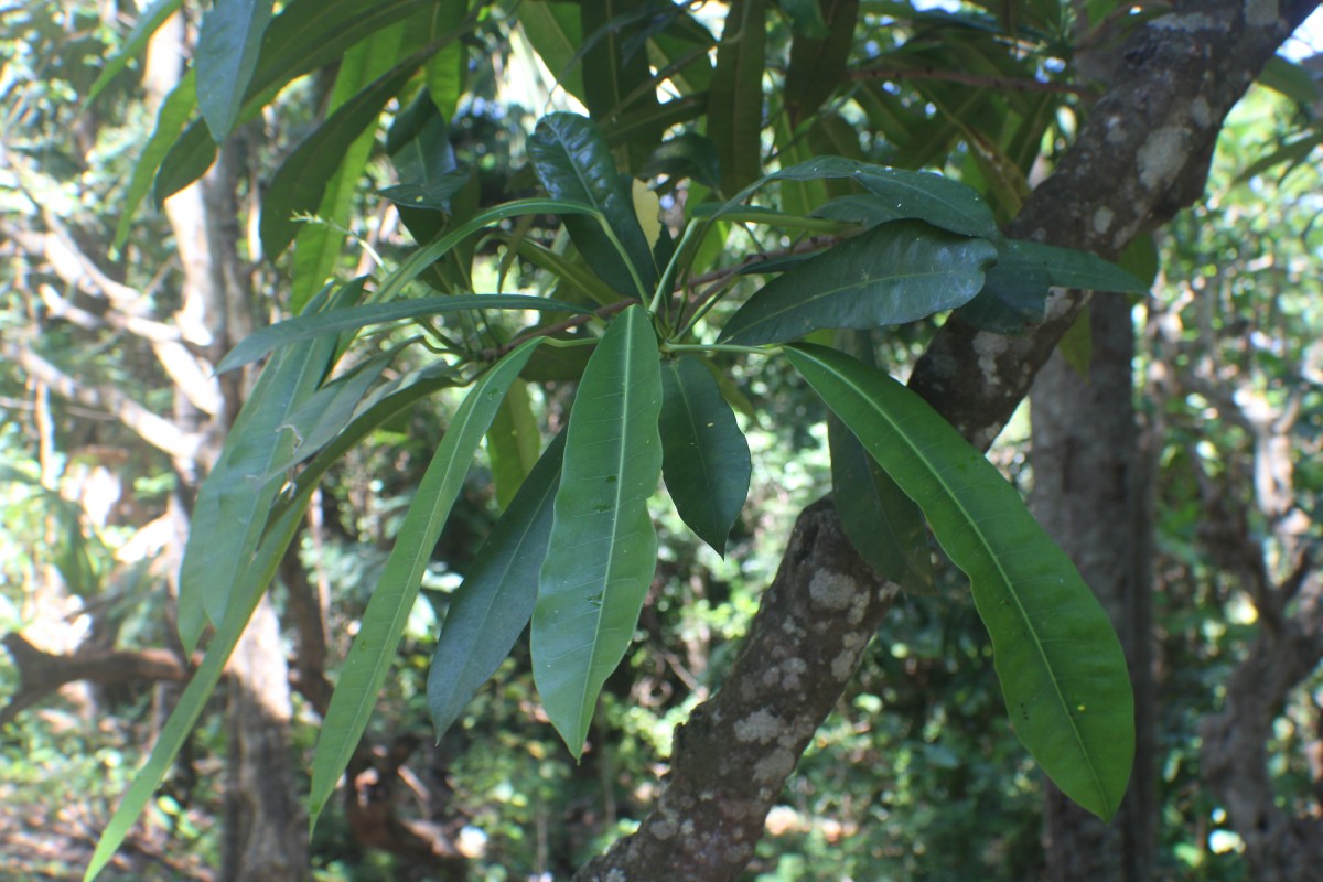 Codiaeum variegatum (L.) Rumph. ex A.Juss.